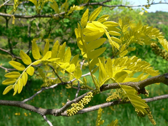 {Gleditsia triacanthos}